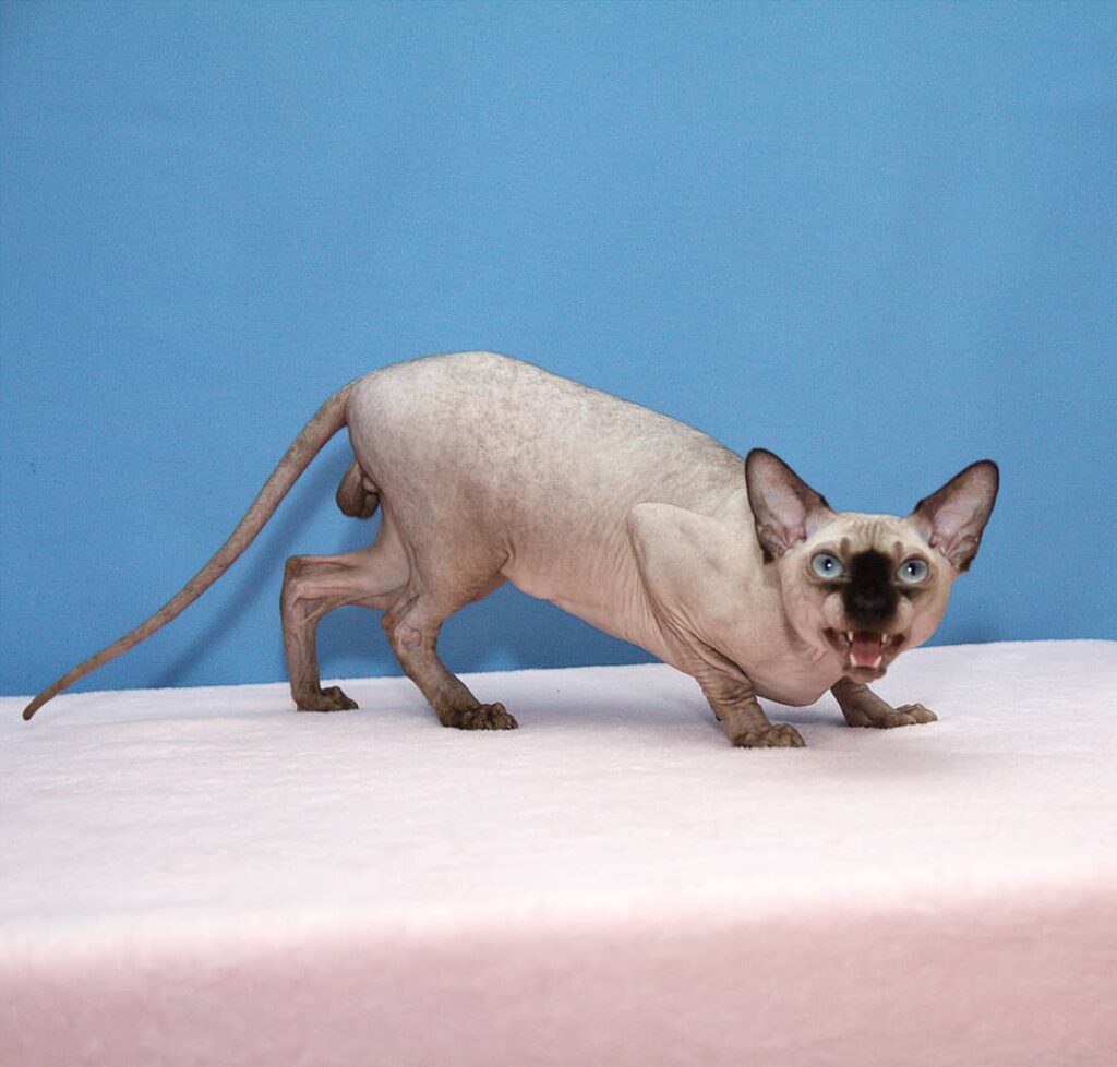 Contact Sphynx breeder USA contact page
