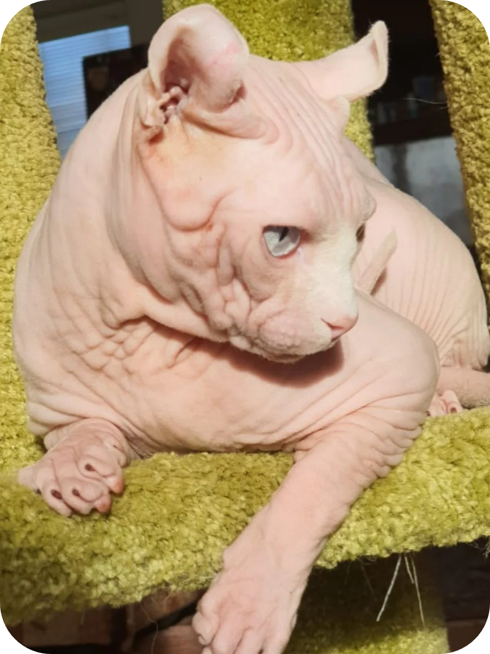 Home Affordable Sphynx kittens USA