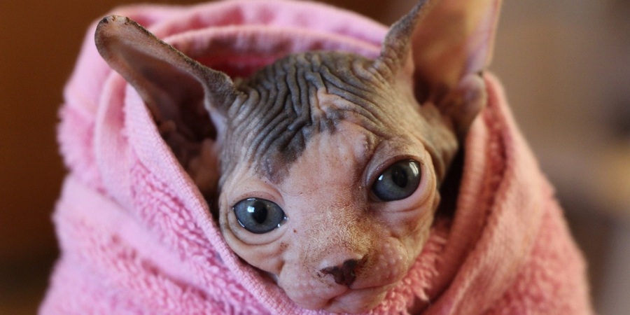 a warm and dry moonlit majesty sphynx kitten wrapped in a towel after a bath.
