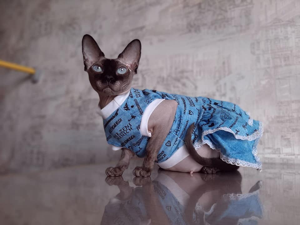 About Sphynx cat breeder in USA