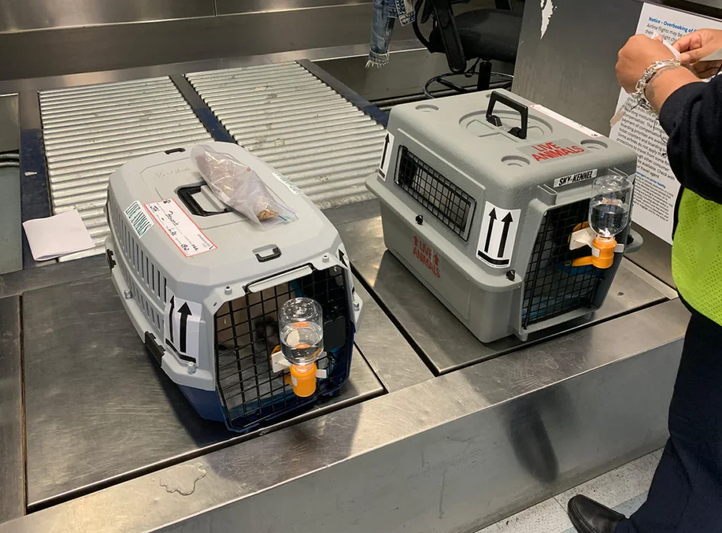 Sphynx breeder USA safe kitten transport