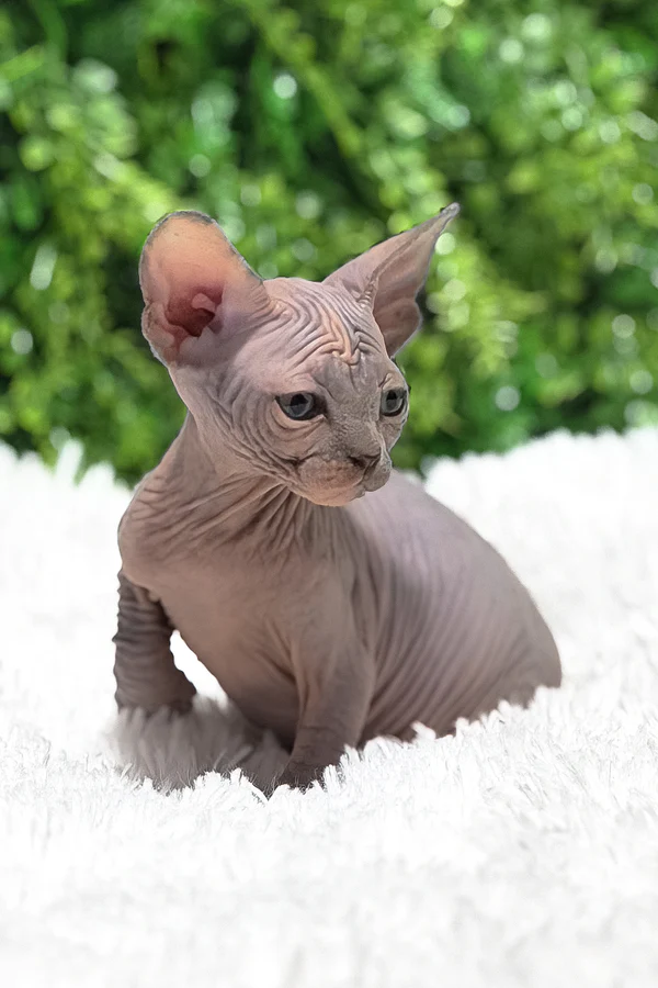 healthy hairless sphynx kitten for sale in usa (2)