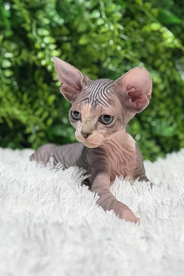healthy hairless sphynx kitten for sale in usa