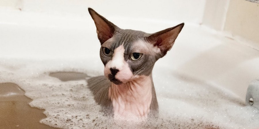 moonlit majesty sphynx cat getting a warm bath