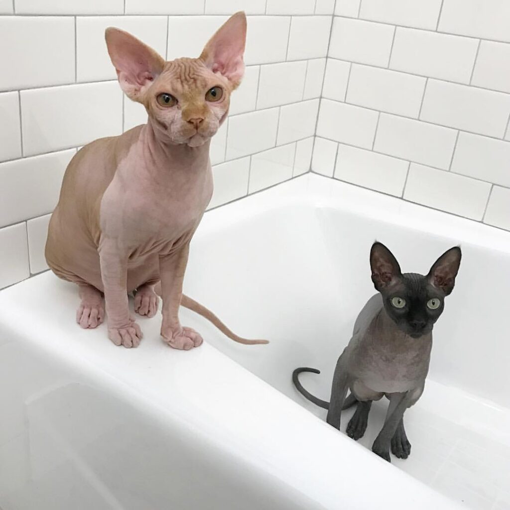 moonlit majesty sphynx cat prepared for a stress free bath in a warm sink