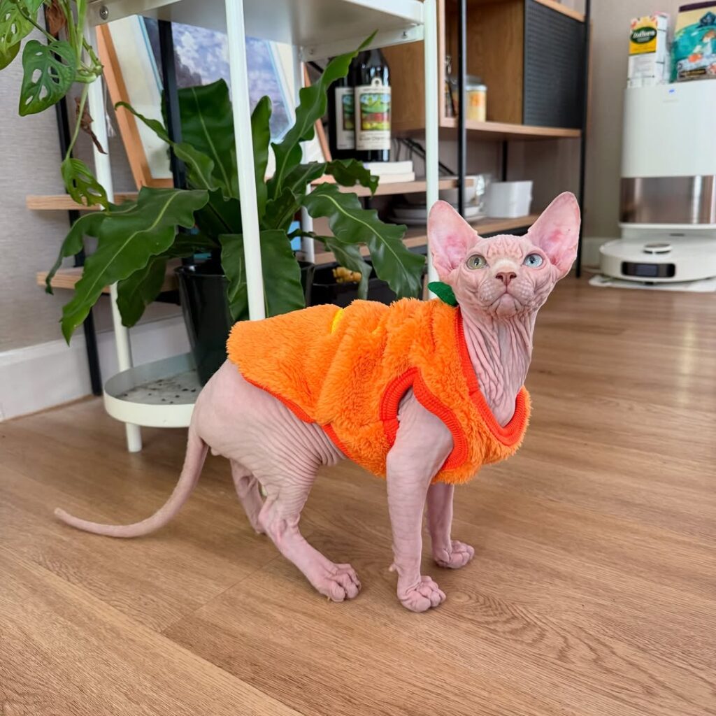 Home sphynx kittens for sale in usa