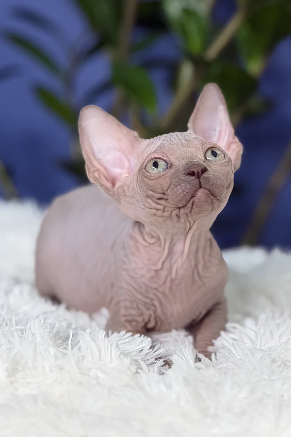 Male Sphynx kitten resting on blanket