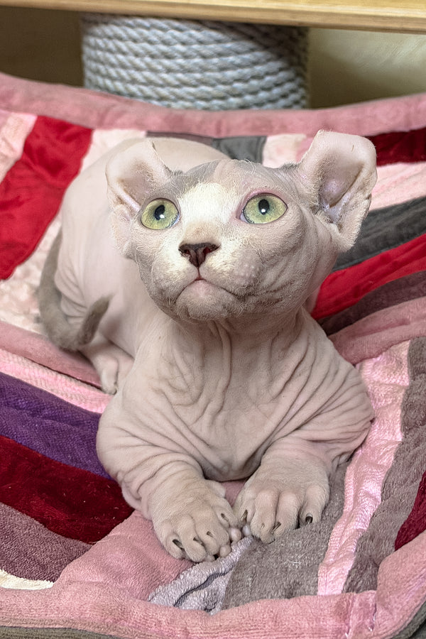 sphynx kittens available in usa (2)