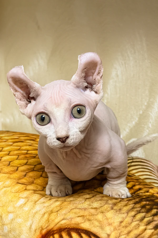 sphynx kittens available in usa (2)