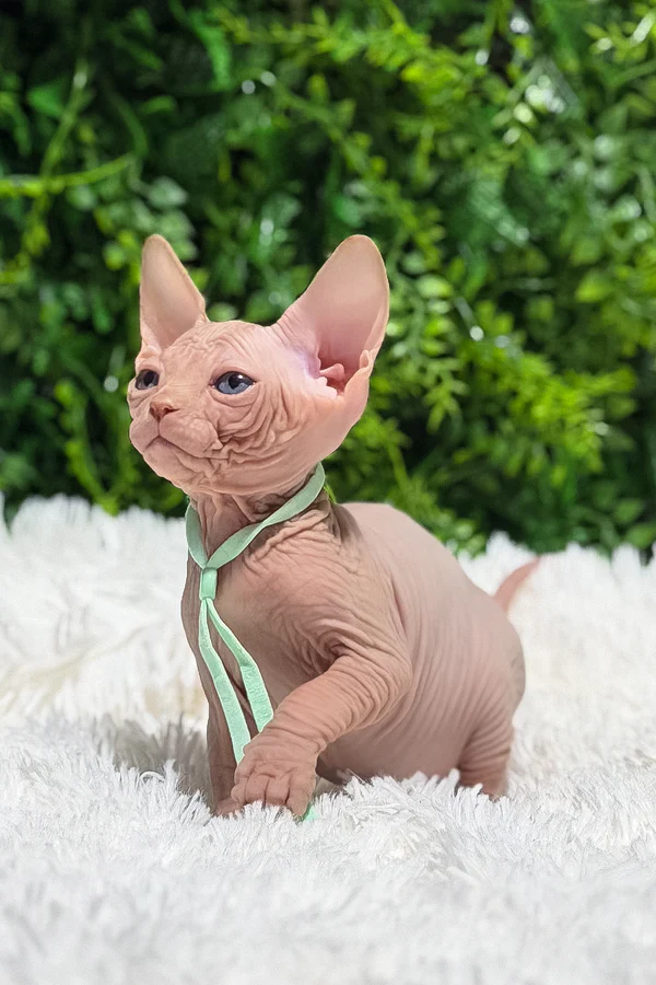 Healthy Sphynx kittens available in USA