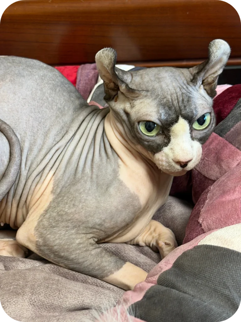 Sphynx cats for sale USA