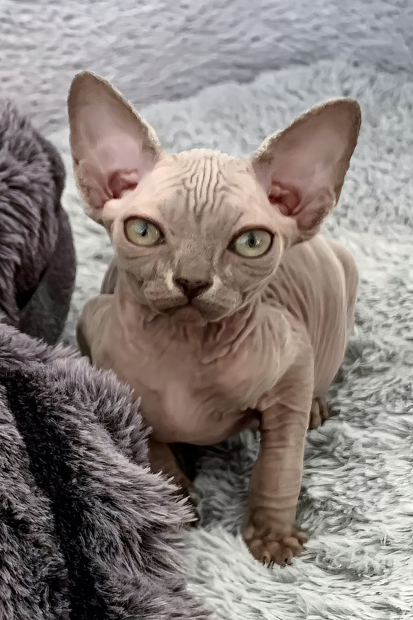 sphynx kittens available in usa (3)