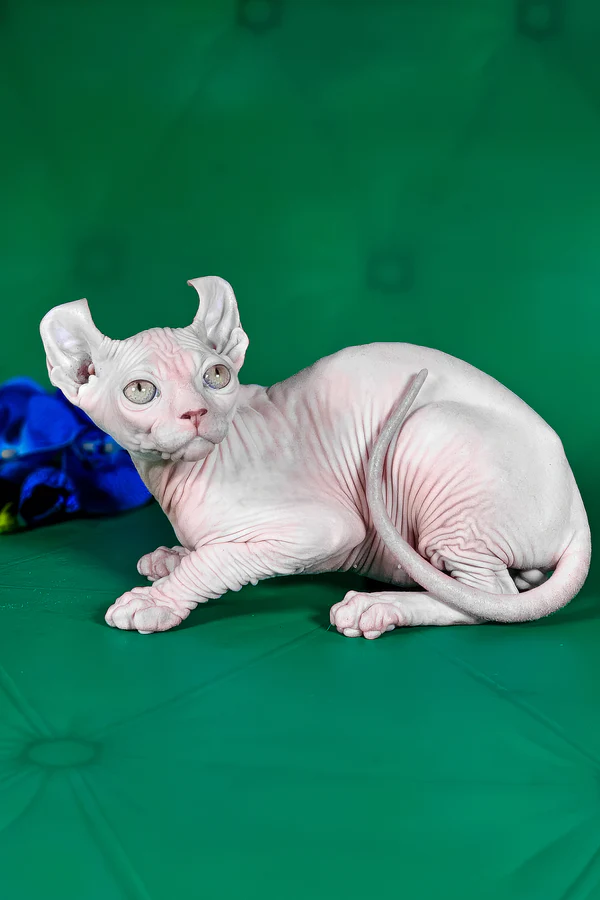 sphynx kittens available in usa (3)