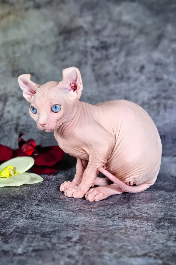 Sphynx Kittens Available In USA 4
