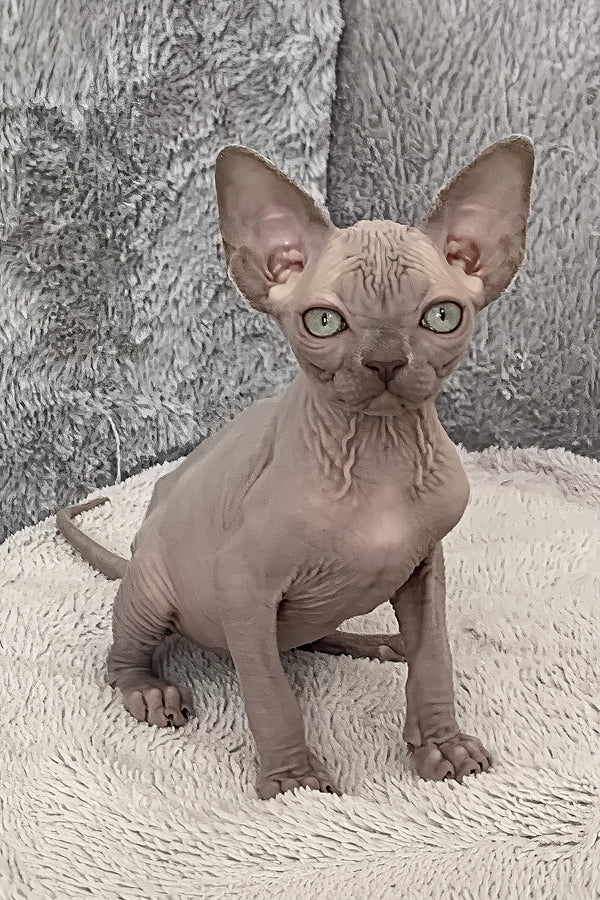 Hairless kitten close-up portrait