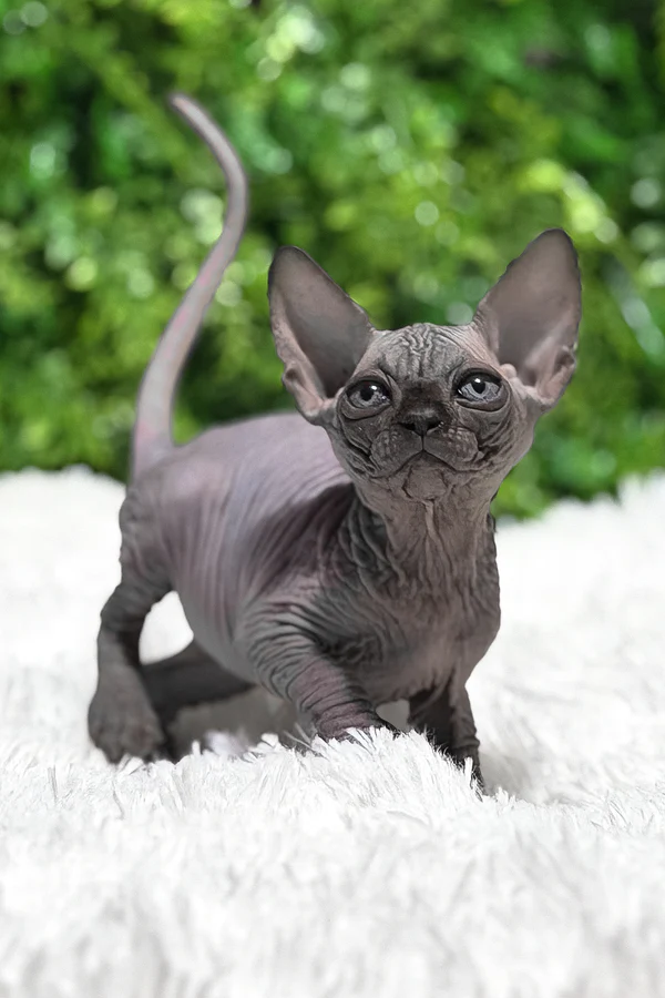 sphynx kittens available in usa